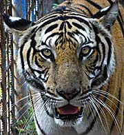 Tiger by Asienreisender